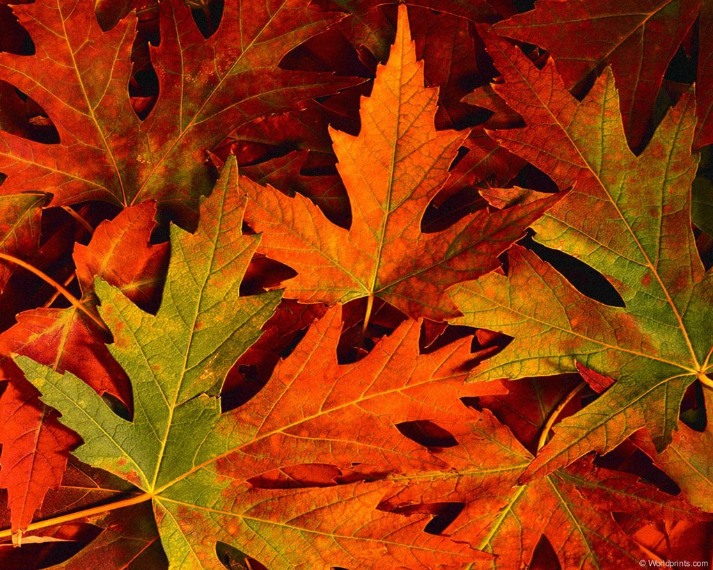 First Day of Fall
