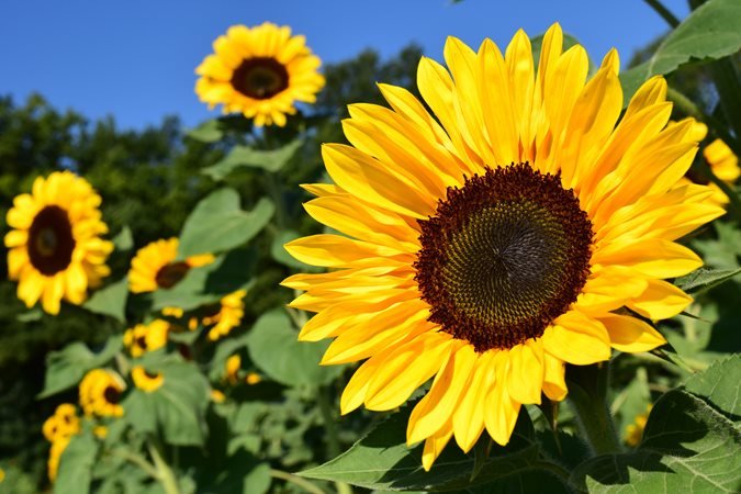 Fresh Flavors Are Blooming at Stickboy Coffee!