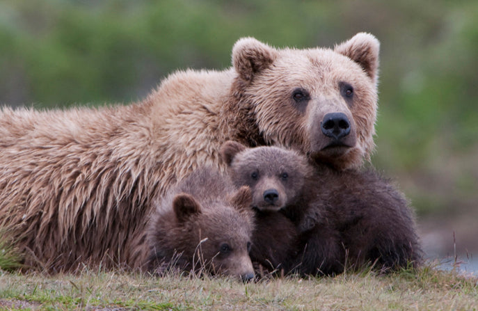 The Grizzly Bears Are Save