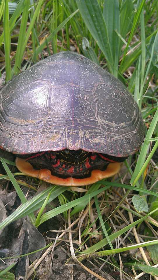 Cowabunga Dude - Save the Turtles