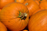 Pumpkin Spice